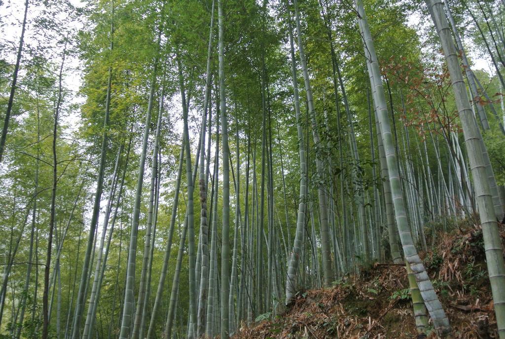 チン フォ ユエ ホステル Yi (Anhui) エクステリア 写真